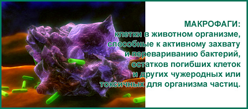 Макрофаги